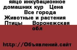 яйцо инкубационное домашних кур › Цена ­ 25 - Все города Животные и растения » Птицы   . Воронежская обл.